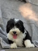 Sage, a female Sheepadoodle for sale in Yacolt, WA – 5 of 9