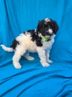 Pine, a female Portuguese Water Dog and Poodle - Miniature  for sale in Yacolt, WA – 3 of 8