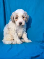 Pebbles, a male Portuguese Water Dog and Poodle - Miniature  for sale in Yacolt, WA – 2 of 5