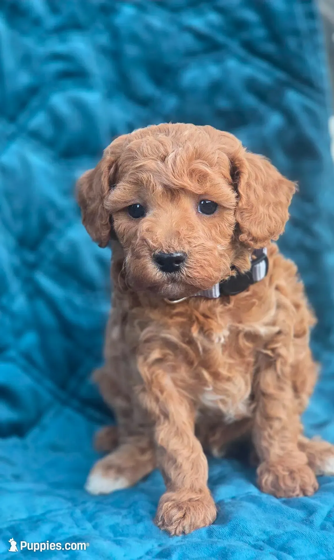 Alfred, a male Poodle - Miniature  for sale in Yacolt, WA – 4 of 9