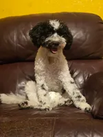 Winter, a female Portuguese Water Dog and Poodle - Miniature  for sale in Yacolt, WA – 4 of 5