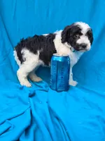 Winter, a female Portuguese Water Dog and Poodle - Miniature  for sale in Yacolt, WA – 7 of 7