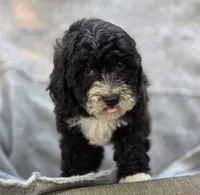Peanut, a female Sheepadoodle for sale in Yacolt, WA – 1 of 8