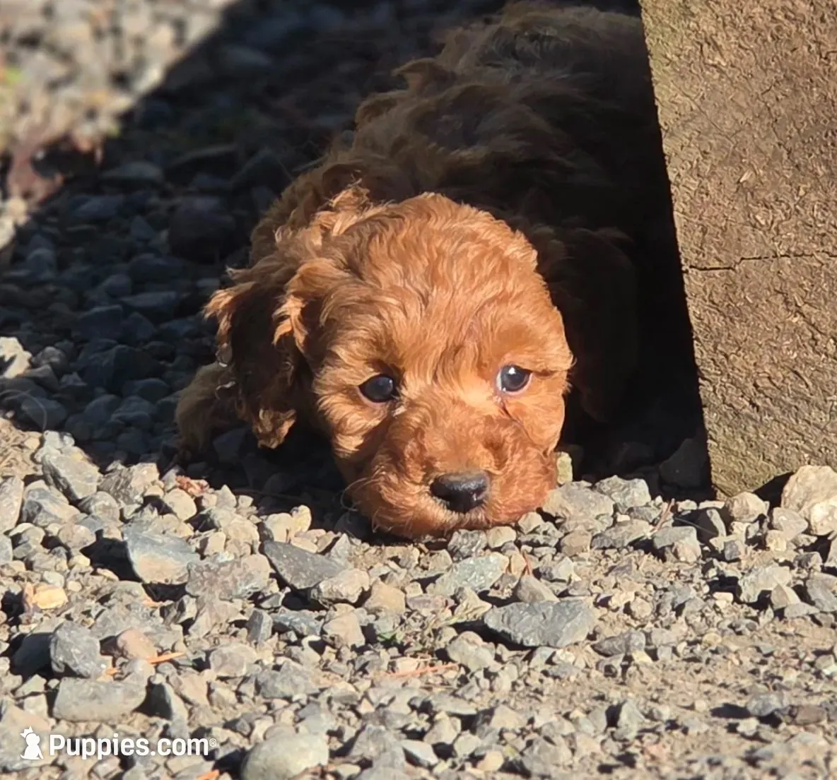 Sydney , a male Poodle - Miniature  for sale in Yacolt, WA – 3 of 9
