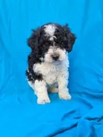 River, a male Portuguese Water Dog and Poodle - Miniature  for sale in Yacolt, WA – 1 of 4