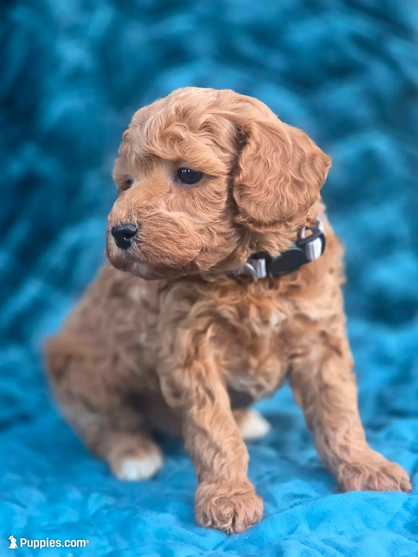 Alfred, a male Poodle - Miniature  for sale in Yacolt, WA – 6 of 9