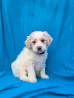 Triffle, a female Portuguese Water Dog and Poodle - Miniature  for sale in Yacolt, WA – 5 of 6