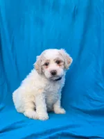 Triffle, a female Portuguese Water Dog and Poodle - Miniature  for sale in Yacolt, WA – 2 of 6