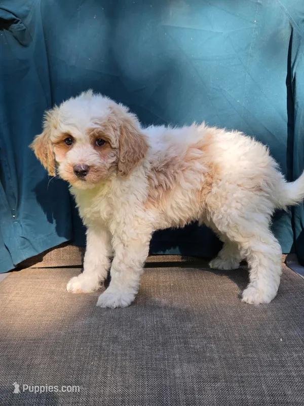 Jasper – Portuguese Water Dog, Poodle - Miniature  puppy for sale in Yacolt, WA