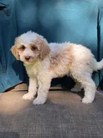 Jasper, a male Portuguese Water Dog and Poodle - Miniature  for sale in Yacolt, WA – 1 of 10