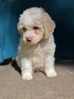 Triffle, a female Portuguese Water Dog and Poodle - Miniature  for sale in Yacolt, WA – 4 of 10