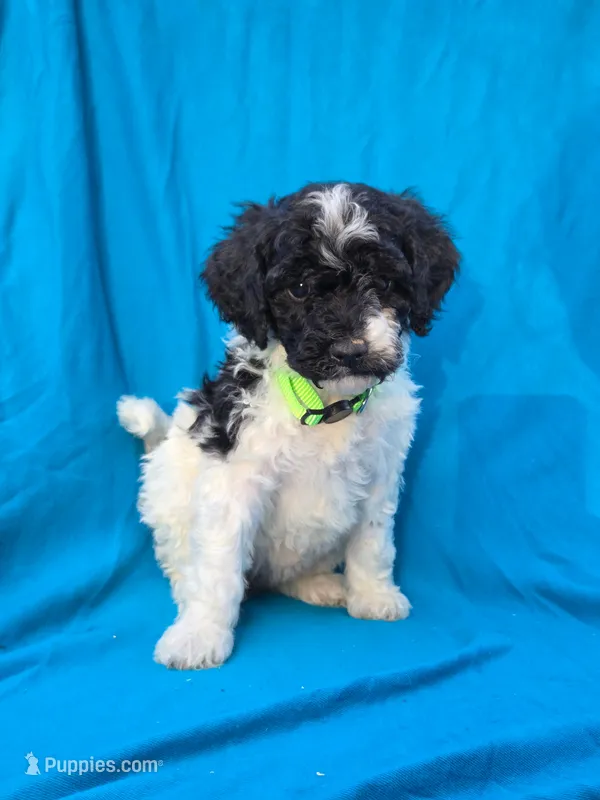 Pine – Portuguese Water Dog, Poodle - Miniature  puppy for sale in Yacolt, WA