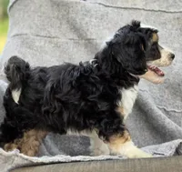 Freddy , a male Sheepadoodle for sale in Yacolt, WA – 7 of 8