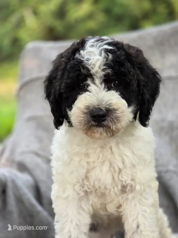 Bert – Sheepadoodle puppy for sale in Yacolt, WA