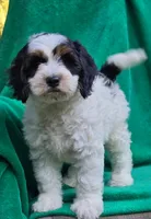 Ernie, a male Sheepadoodle for sale in Yacolt, WA – 3 of 4