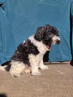 Pippi, a female Portuguese Water Dog and Poodle - Miniature  for sale in Yacolt, WA – 4 of 9