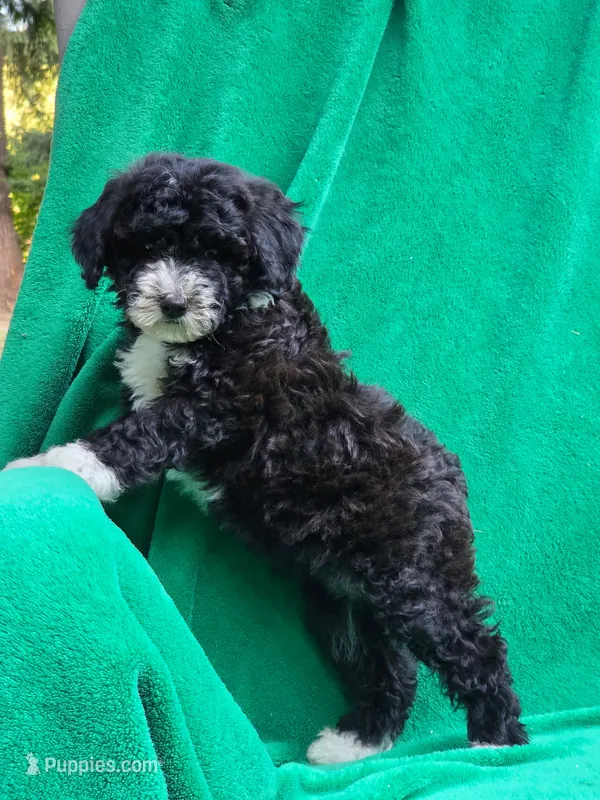 Peanut – Sheepadoodle puppy for sale in Yacolt, WA