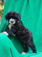Peanut, a female Sheepadoodle for sale in Yacolt, WA – 1 of 4