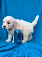 Bubbles, a female Portuguese Water Dog and Poodle - Miniature  for sale in Yacolt, WA – 6 of 8