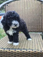 Peanut, a female Sheepadoodle for sale in Yacolt, WA – 4 of 4