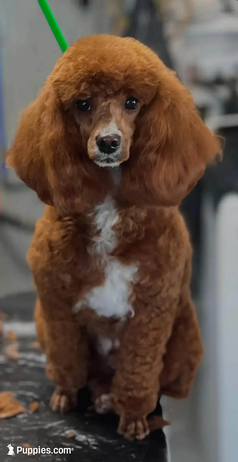 Ralf, a male Poodle - Miniature  for sale in Yacolt, WA – 4 of 7