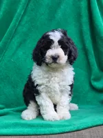 Shelly, a female Sheepadoodle for sale in Yacolt, WA – 3 of 3