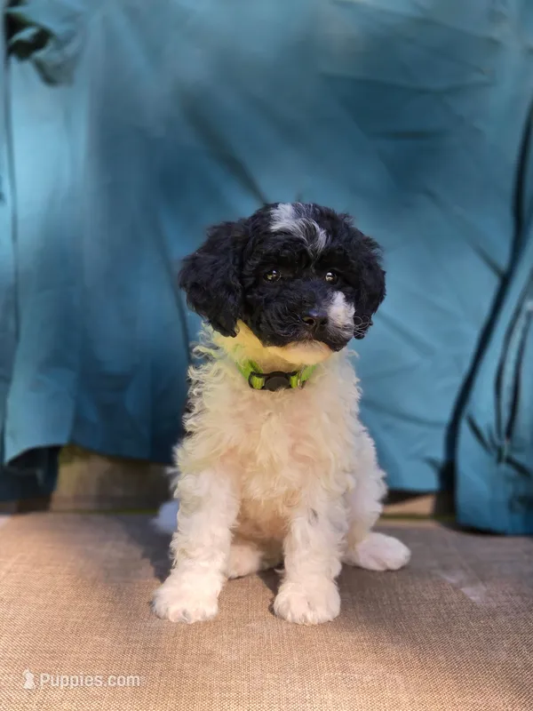 Pine – Portuguese Water Dog, Poodle - Miniature  puppy for sale in Yacolt, WA