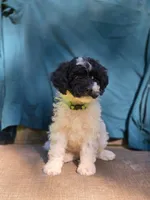 Pine, a female Portuguese Water Dog and Poodle - Miniature  for sale in Yacolt, WA – 1 of 10