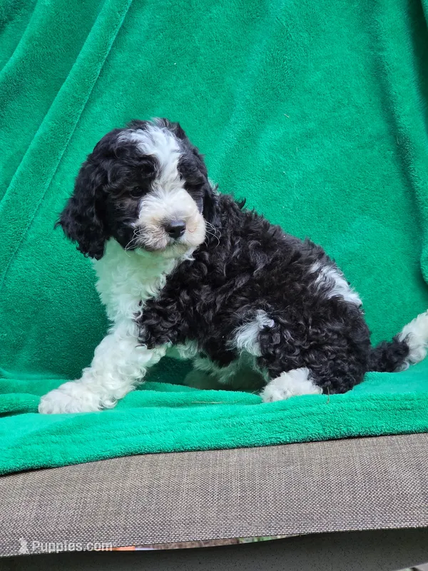 Shelly – Sheepadoodle puppy for sale in Yacolt, WA