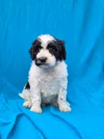 Winter, a female Portuguese Water Dog and Poodle - Miniature  for sale in Yacolt, WA – 3 of 7