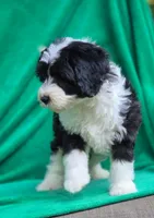 Sage, a female Sheepadoodle for sale in Yacolt, WA – 2 of 4