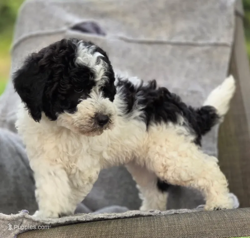 Bert – Sheepadoodle puppy for sale in Yacolt, WA