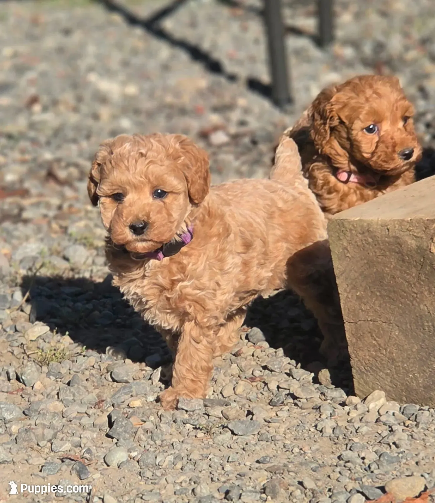Larky, a female Poodle - Miniature  for sale in Yacolt, WA – 3 of 6