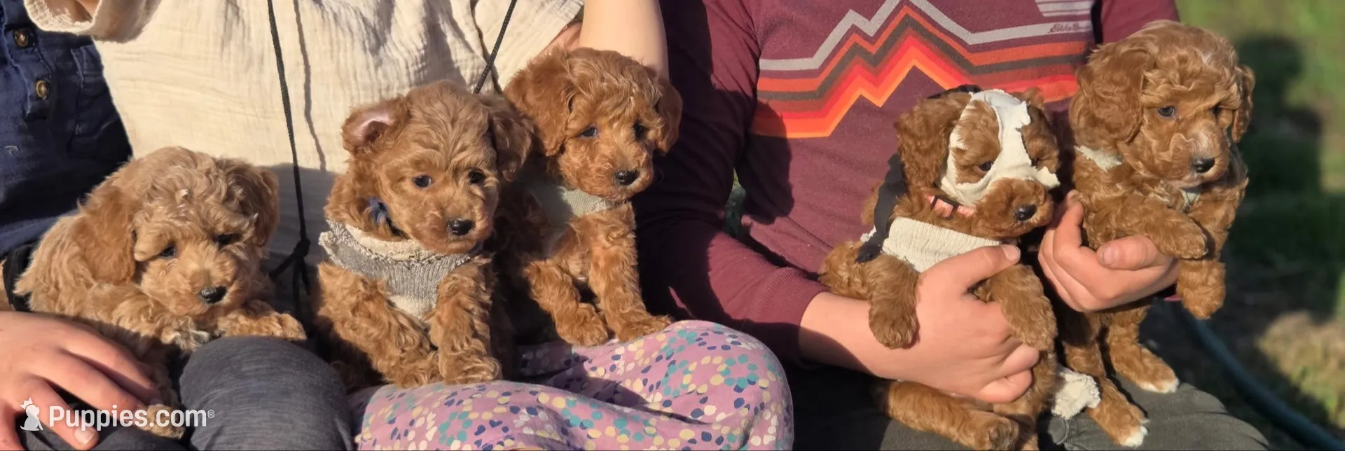 Alfred, a male Poodle - Miniature  for sale in Yacolt, WA – 7 of 9