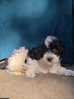 River, a male Portuguese Water Dog and Poodle - Miniature  for sale in Yacolt, WA – 2 of 8