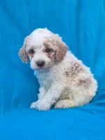 Jasper, a male Portuguese Water Dog and Poodle - Miniature  for sale in Yacolt, WA – 2 of 6