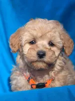 Taffy, a male Poodle - Miniature  for sale in Yacolt, WA – Photo 3 of 3