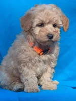 Taffy, a male Poodle - Miniature  for sale in Yacolt, WA – Photo 2 of 3