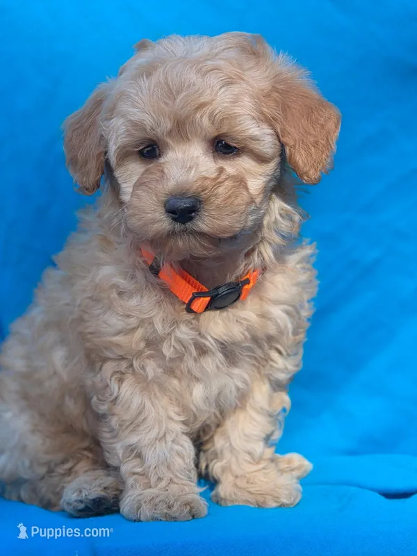 Taffy, a male Poodle - Miniature  for sale in Yacolt, WA – Photo 1 of 3