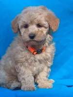 Taffy, a male Poodle - Miniature  for sale in Yacolt, WA – Photo 1 of 3