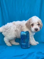 Jasper, a male Portuguese Water Dog and Poodle - Miniature  for sale in Yacolt, WA – 6 of 6