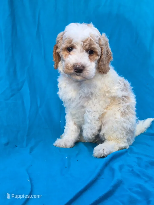 Cookie – Portuguese Water Dog, Poodle - Miniature  puppy for sale in Yacolt, WA