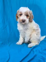 Cookie, a female Portuguese Water Dog and Poodle - Miniature  for sale in Yacolt, WA – 1 of 6