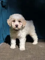 Triffle, a female Portuguese Water Dog and Poodle - Miniature  for sale in Yacolt, WA – 3 of 10