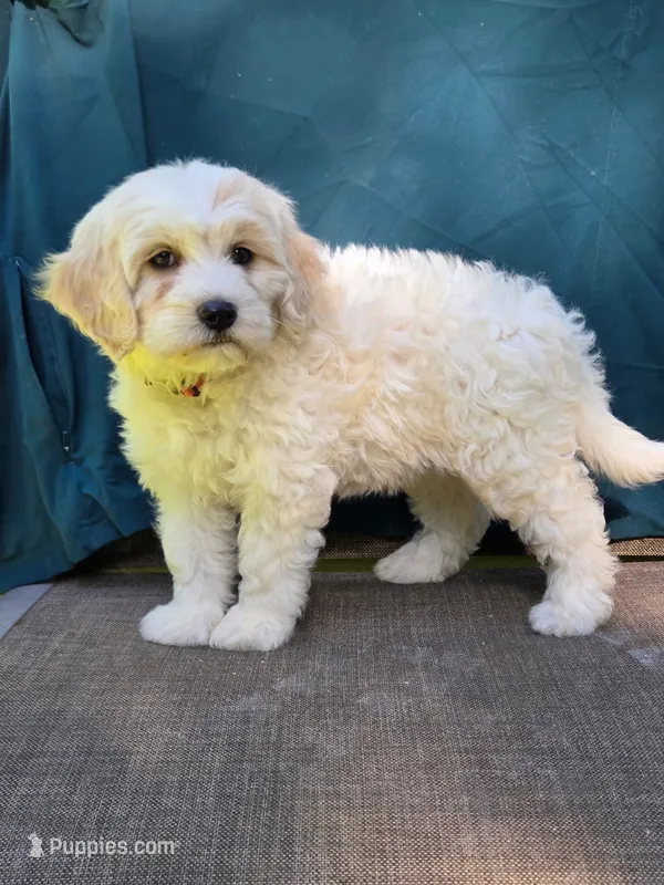 Bubbles – Portuguese Water Dog, Poodle - Miniature  puppy for sale in Yacolt, WA