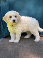 Bubbles, a female Portuguese Water Dog and Poodle - Miniature  for sale in Yacolt, WA – 1 of 9