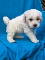 Bubbles, a female Portuguese Water Dog and Poodle - Miniature  for sale in Yacolt, WA – 8 of 8