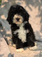 Peanut, a female Sheepadoodle for sale in Yacolt, WA – 3 of 8