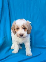 Cookie, a female Portuguese Water Dog and Poodle - Miniature  for sale in Yacolt, WA – 3 of 6