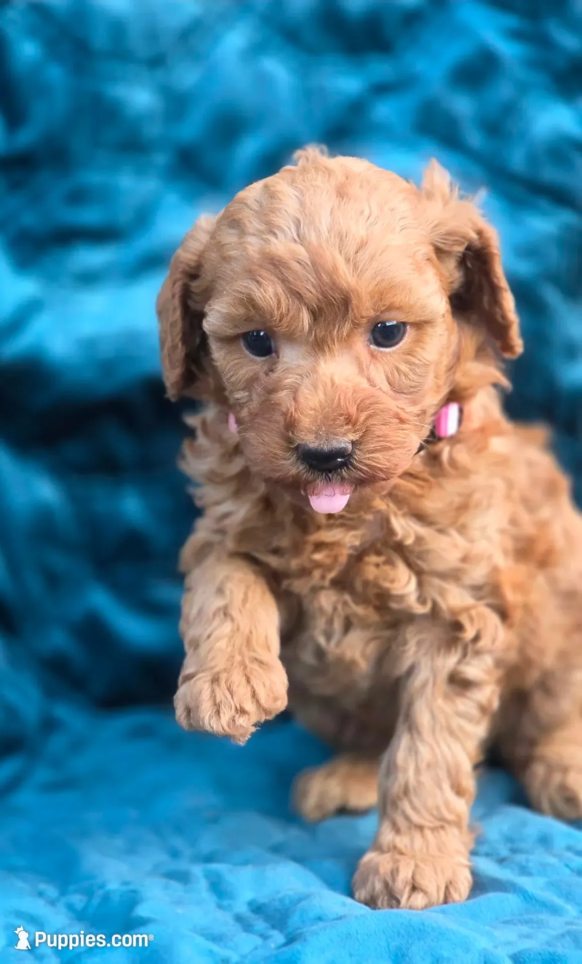 Sydney , a male Poodle - Miniature  for sale in Yacolt, WA – 5 of 9